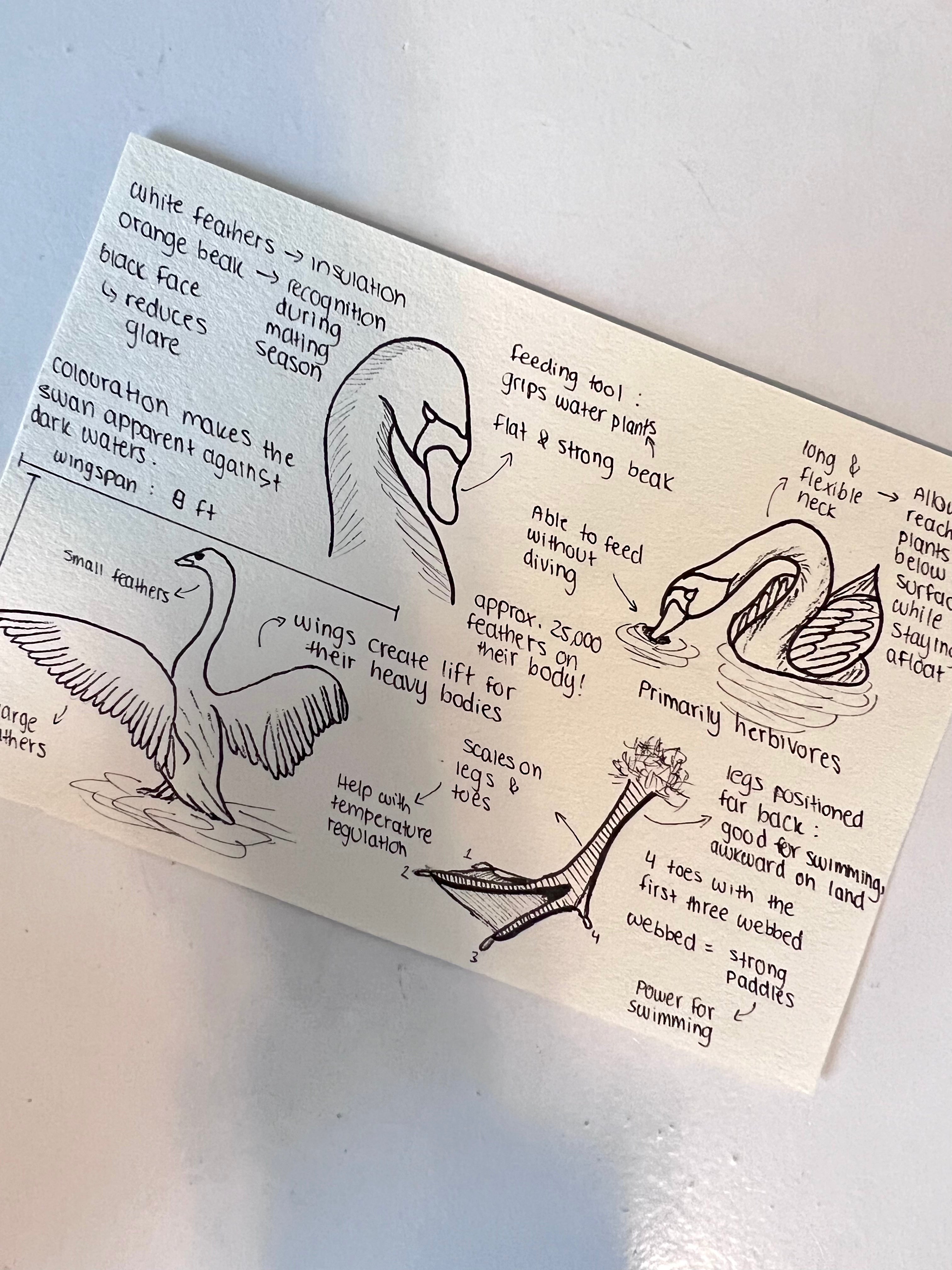 January 2026 - Swan