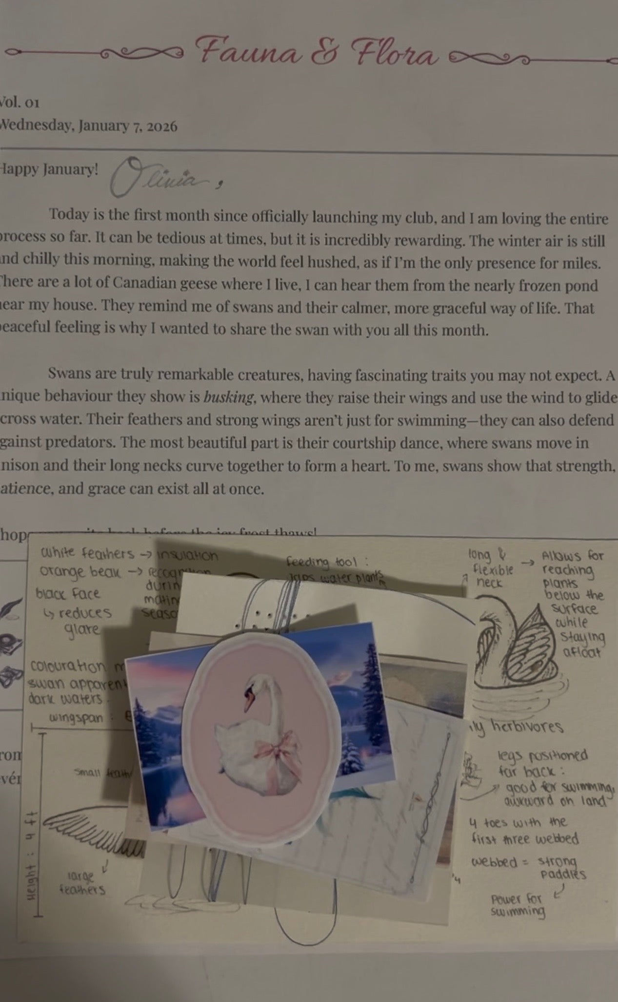 January 2026 - Swan
